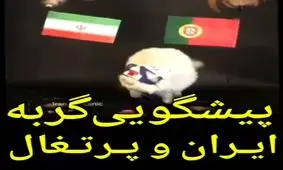 پیش بینی گربه پیشگوی جام جهانی از بازی ایران