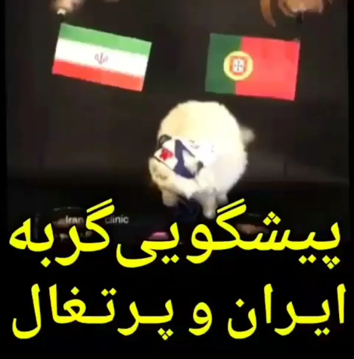 پیش بینی گربه پیشگوی جام جهانی از بازی ایران