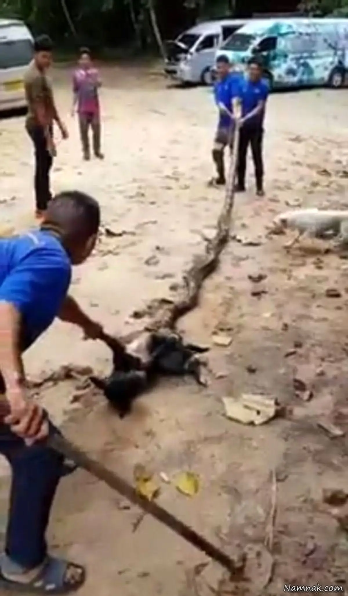 سگ بازیگوشی که در دام مار پیتون افتاد + عکس