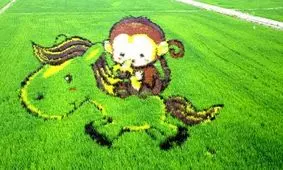 نقاشی‌های شگفت‌انگیز در مزارع برنج