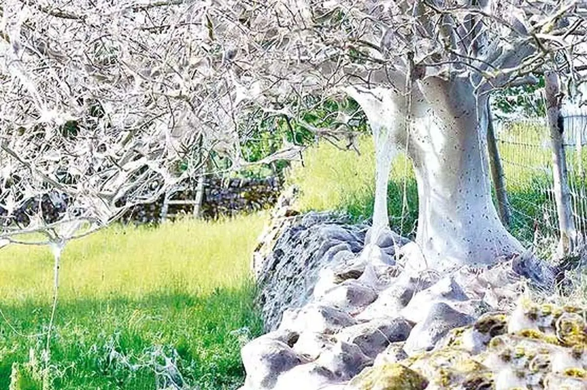 عجیب‌ترین درخت ابریشمی