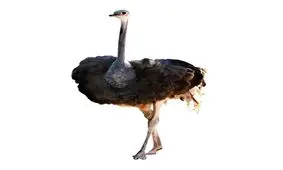 حمله شترمرغ به تماشاگران سیرک در روسیه!