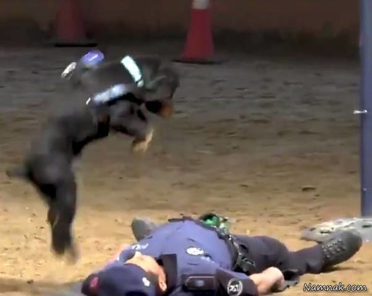 کار باورنکردنی سگ پلیس بعد از بیهوش شدن صاحبش