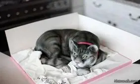 کیک های تزیین شده شبیه حیوانات واقعی