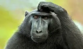 شعور این میمونه...!!