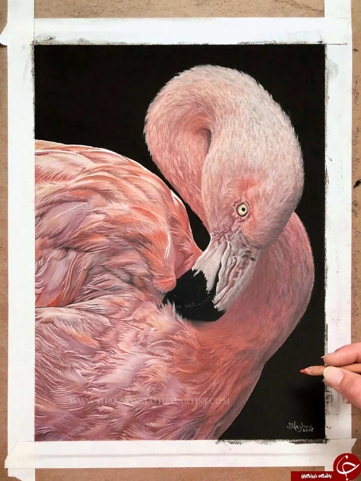 نقاشی های شگفت انگیز با مداد از حیوانات