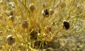 خواص فوق العاده اسپند