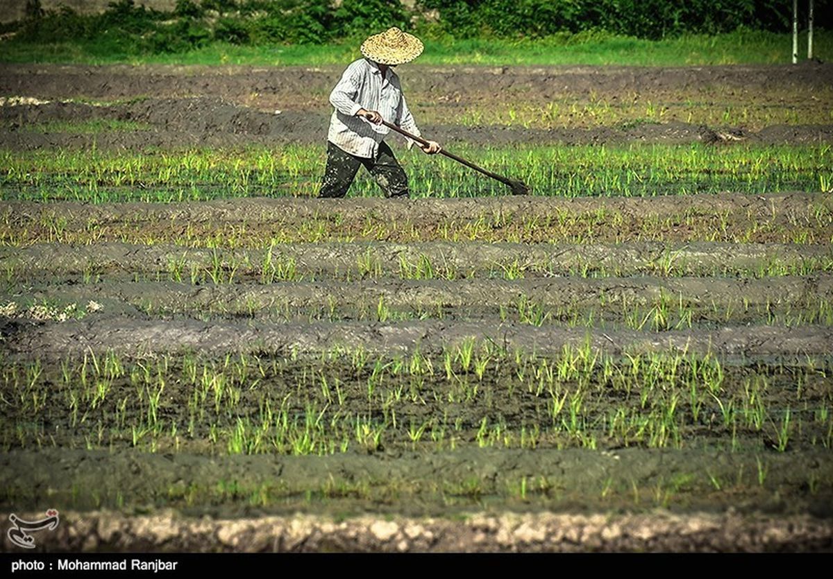 کاشت بی‌سابقه برنج در استان لرستان؛ برخورد قاطع با عوامل بحران‌ساز