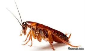 آیا سوسک ها مفید هستند؟