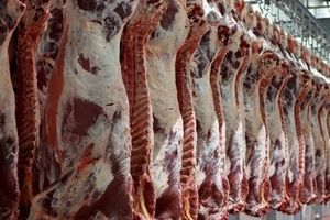با ممانعت از خروج دام زنده قیمت گوشت به تعادل رسید/ احتمال افزایش واردات وجود دارد