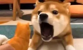 کلیپ خنده دار حیوانات حسود