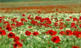 سفر به نقطه رویایی-دشت گلهای شقایق