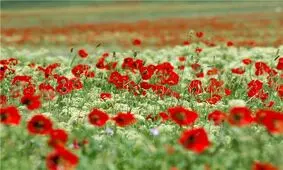 سفر به نقطه رویایی-دشت گلهای شقایق