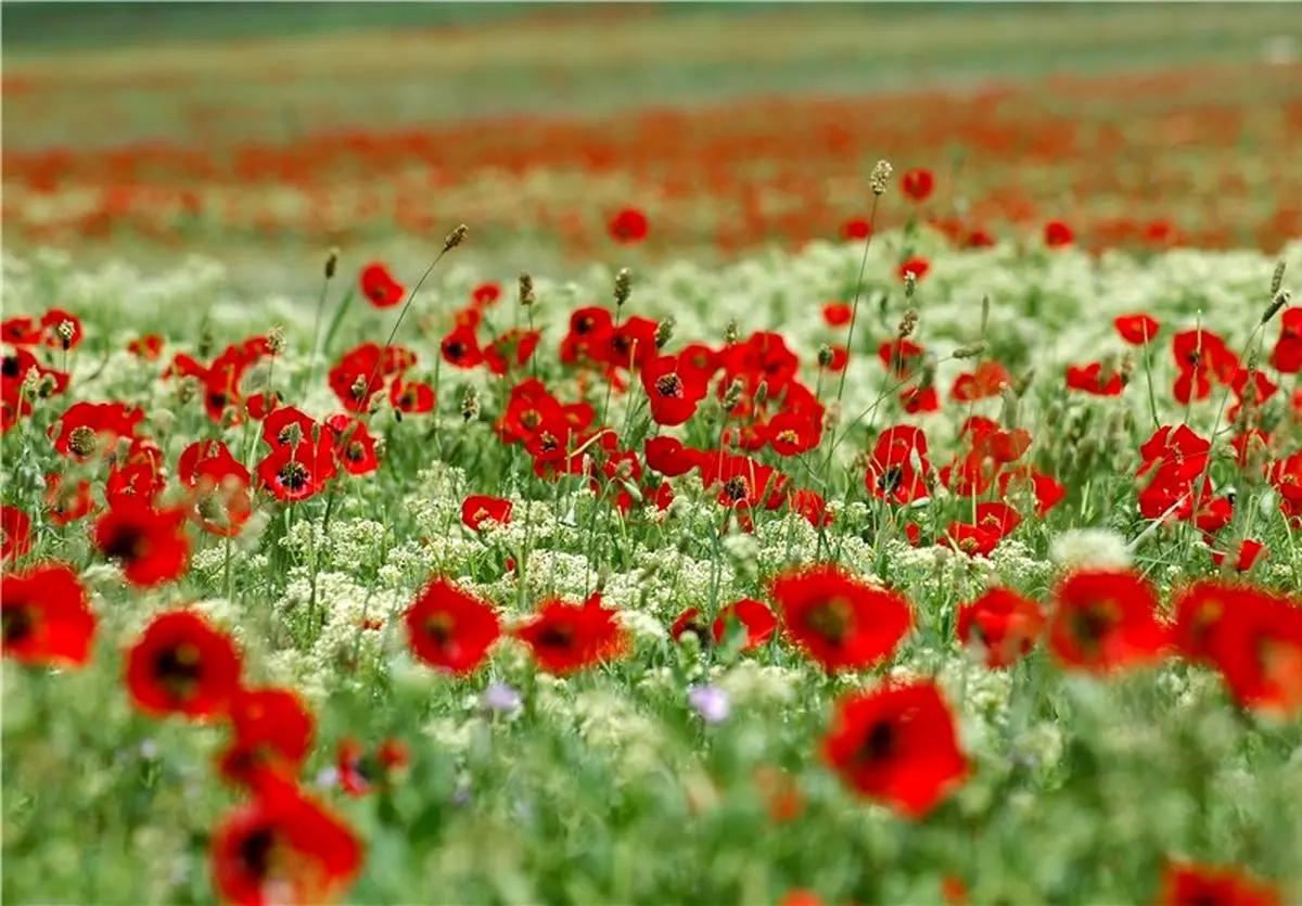 سفر به نقطه رویایی-دشت گلهای شقایق