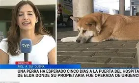 داستانک هاچیکو