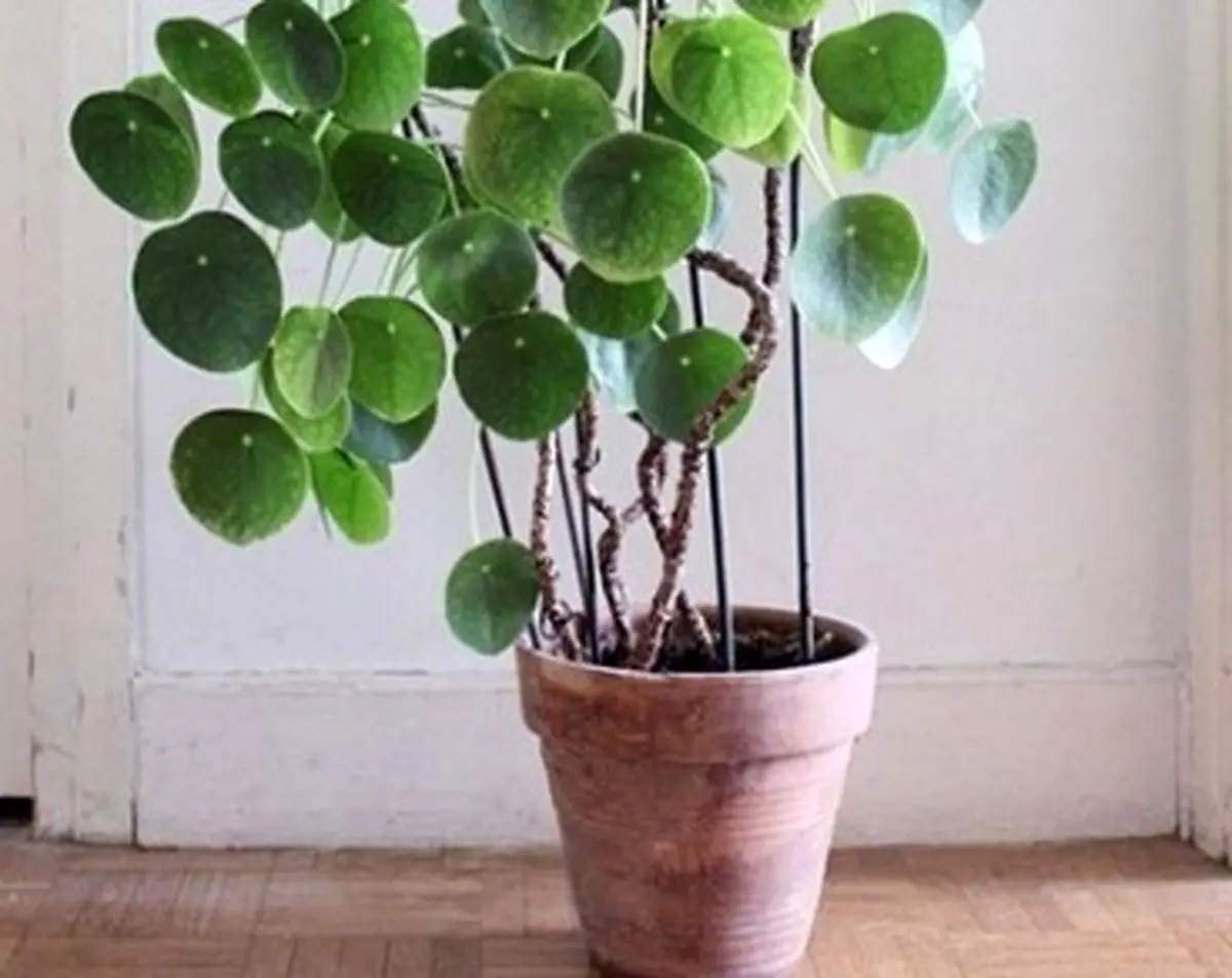 بجهت آموزش مسئولیت پذیری به کودکانتان گل هدیه دهید