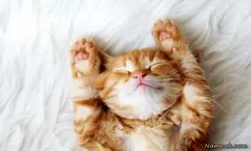 یه گربه ی سالم چند سال عمر می کنه ؟