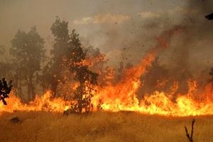 احضار 7 نفر به دادسرا در ارتباط با آتش‌سوزی جنگل‌های گلستان