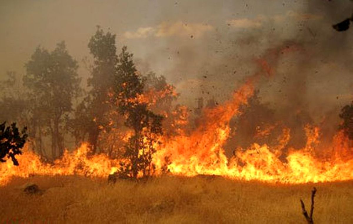 احضار 7 نفر به دادسرا در ارتباط با آتش‌سوزی جنگل‌های گلستان