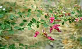 خواص گیاه ترنجبین