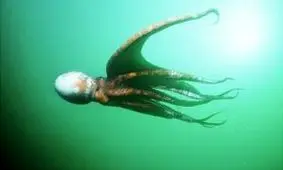 ژاپنی ها از ناراحتی اختاپوس پیشگوی مسابقات جام جهانی را خوردند!