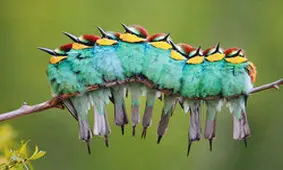 تصاویری ناب از زیباترین پرندگان