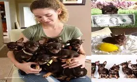 کوچک‌ترین سگ دنیا