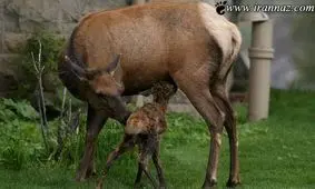 عکس هایی فوق العاده جالب از زایمان طبیعی یک آهو