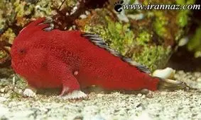 باورتان می شود این ماهی زیبا راه می رود