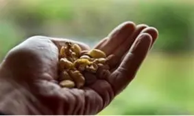 مبارزه با ناباروری مردان در غرب با آجیل