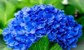 گل ها نماد چه هستند