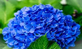 گل ها نماد چه هستند