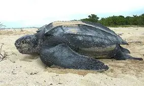 بزرگترین لاک پشت دنیا