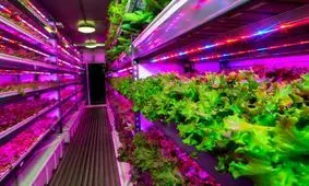 بزرگترین مزرعه عمودی دنیا در خط هوایی امارات!