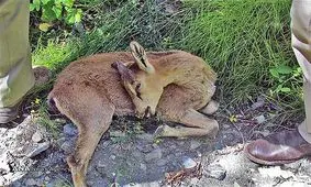 شیوع طاعون نشخوارکنندگان در پارک ملی کرمان