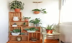 ایده های چیدمان خلاقانه گیاهان آپارتمانی در منزل