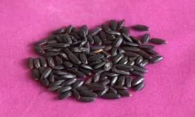 آشنایی با انواع برنج در دنیا