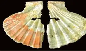 کارت شناسایی انسانهای نخستین