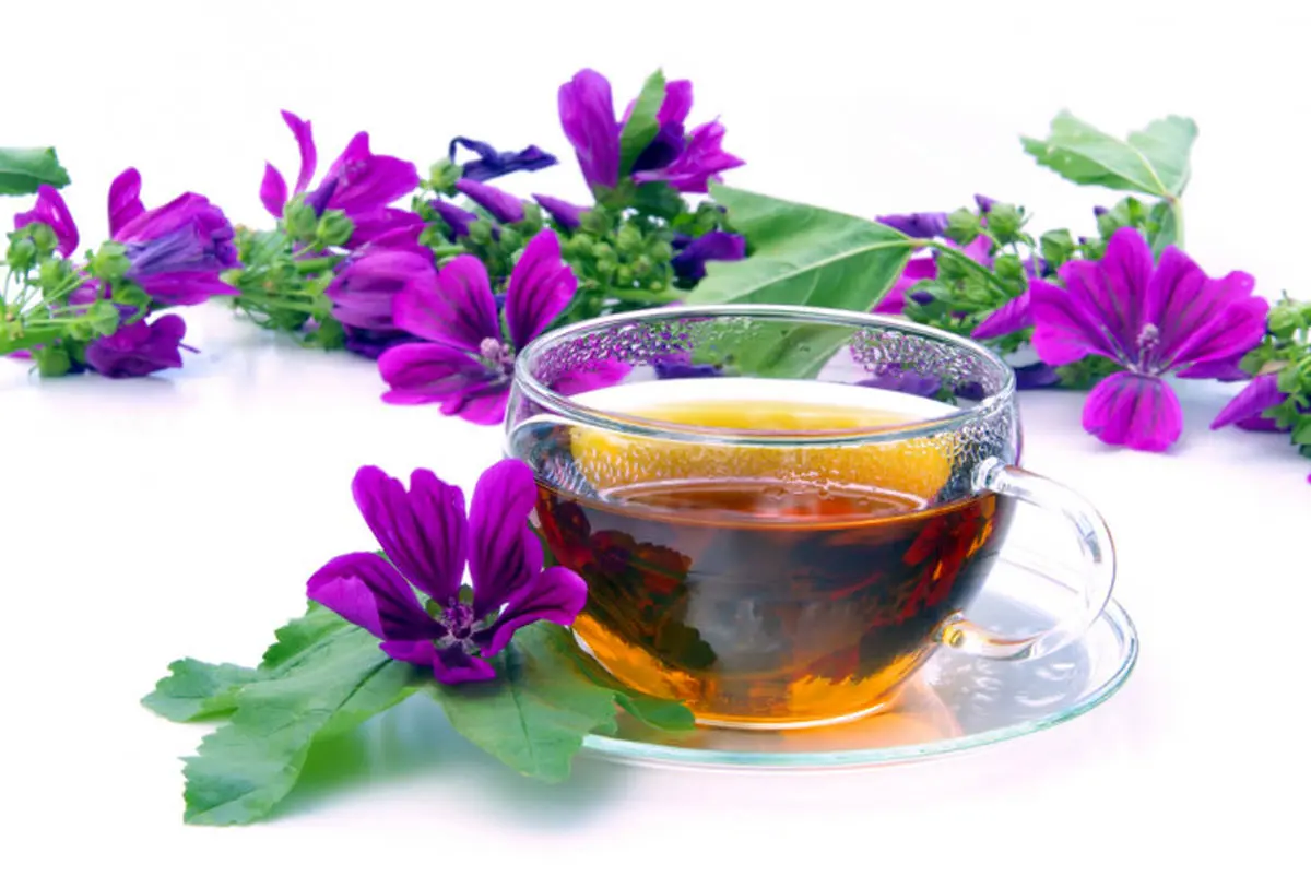 گیاهی فوق العاده با تاثیرات شگفت انگیز بر مو و پوست