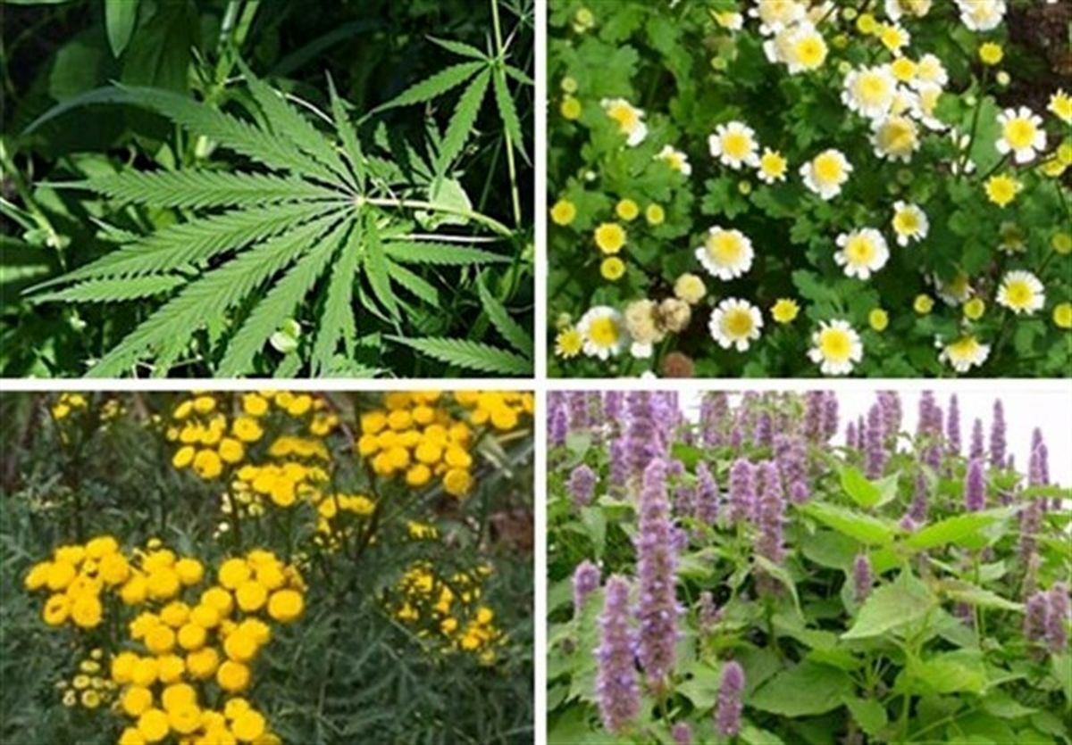 ۲۵۰۰ گونه گیاهان دارویی در سراسر کشور شناسایی‌شد