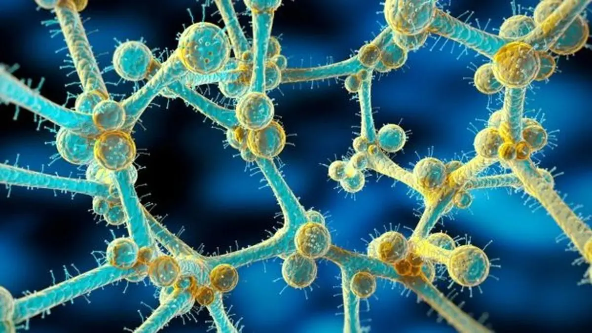 هشدار فوری در مورد شیوع قارچ کشنده مقاوم در برابر دارو 