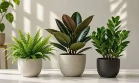 بهترین گیاهان تصفیه کننده هوا برای خانه