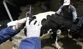 دامپزشکی: شیوع تب برفکی با سویه جدید در کشور کنترل 