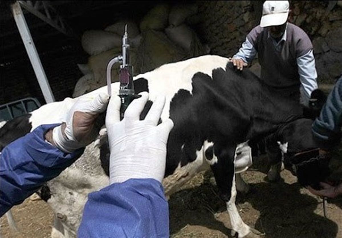 دامپزشکی: شیوع تب برفکی با سویه جدید در کشور کنترل