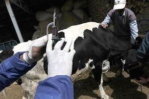 دامپزشکی: شیوع تب برفکی با سویه جدید در کشور کنترل