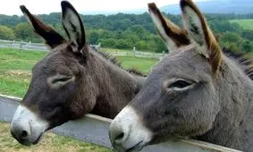 شهری در ایران که الاغ‌ ها را با تیر می‌زنند و می‌کشند