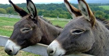 شهری در ایران که الاغ‌ ها را با تیر می‌زنند و می‌کشند