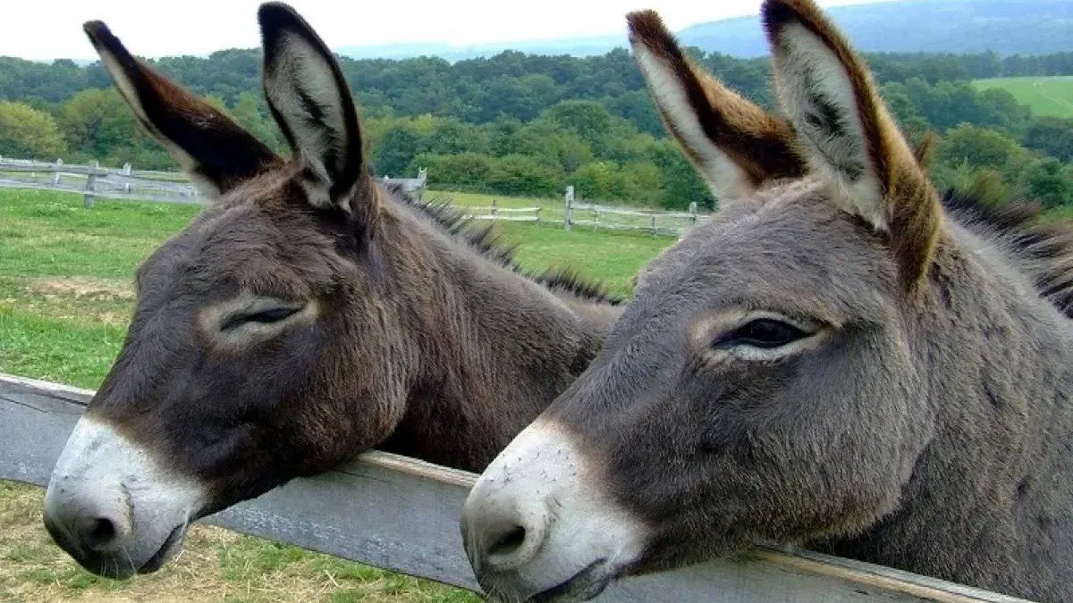 شهری در ایران که الاغ‌ ها را با تیر می‌زنند و می‌کشند