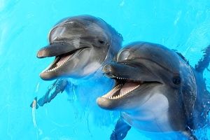 دانشمندان: دلفین‌ها همدیگر را از طریق «طعم ادرار» تشخیص می‌‌دهند