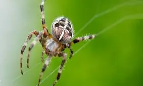 سرنخ هایی برای درمان آلزایمر با کمک عنکبوت ها